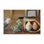 Cute Birds to Make with Needle Felting