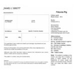 James C Brett Flutterby Petunia Pig Pattern JB937