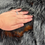 Tazmanian Devil Fur