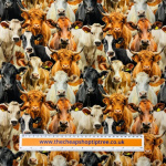 Cow Herd Quilting Cotton