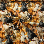 Cow Herd Quilting Cotton