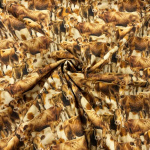 Jersey Cows Quilting Cotton