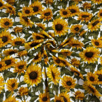Big Sunflowers Cotton Jersey